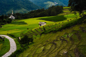 ziro