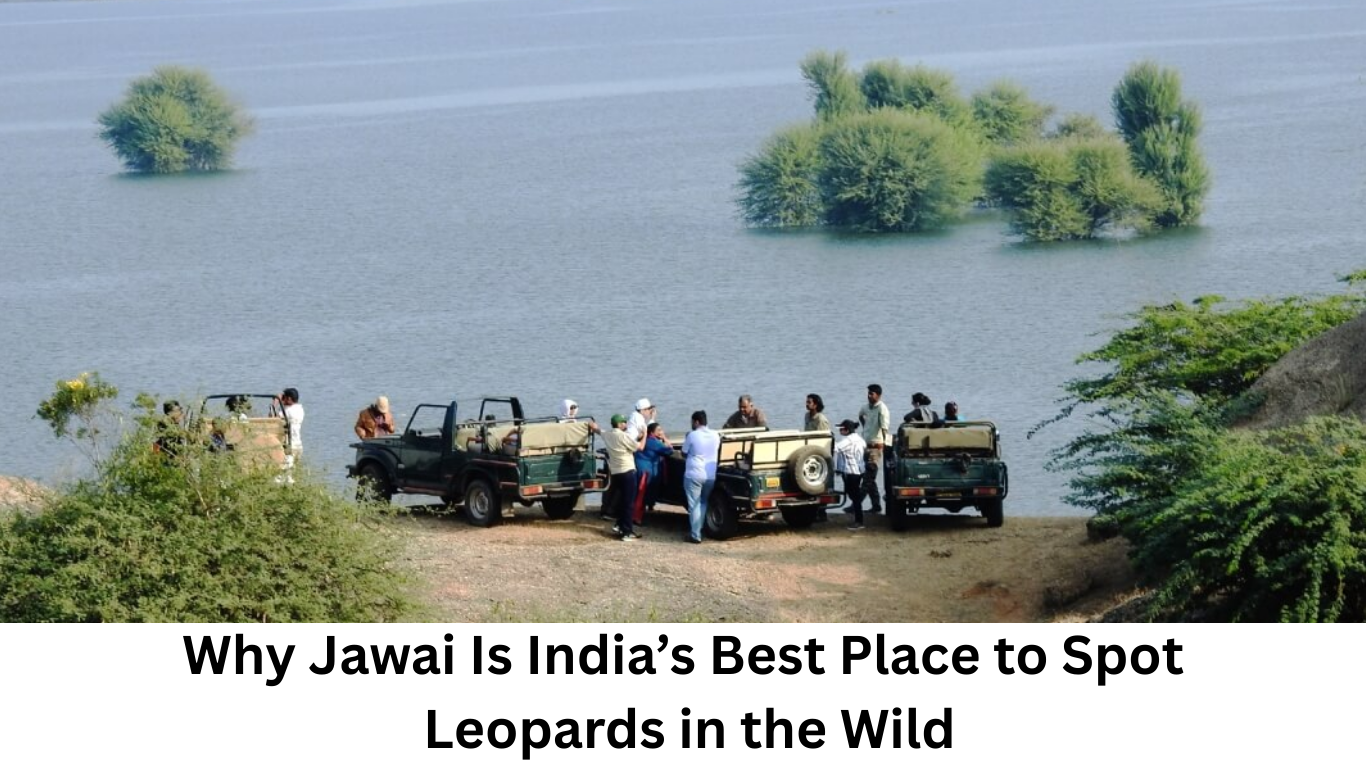 You are currently viewing Why Jawai Is India’s Best Place to Spot Leopards in the Wild